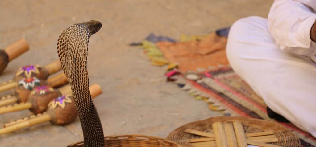 Cobra snake charmer on street